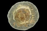 Fossil Crab (Trichopeltarion) Nodule (Pos/Neg) - New Zealand #129398-1